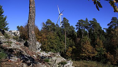 Wind im Forst